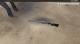 Scopeless Sniper Reskin Skin screenshot