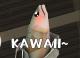 Kawaii Mackerel Skin screenshot