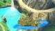 Wuhu Island Joins the Battle!!! Skin screenshot